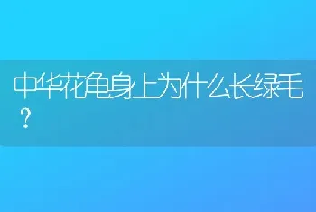 史宾格犬智商排名第几？