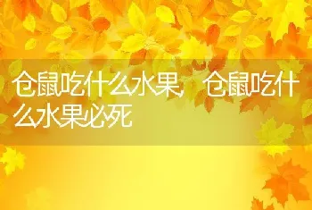 仓鼠吃什么水果，仓鼠吃什么水果必死