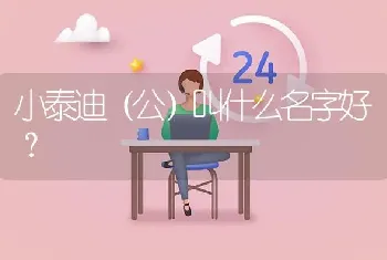 小泰迪（公）叫什么名字好？