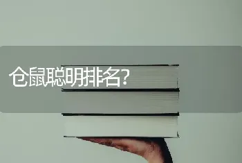 仓鼠聪明排名？