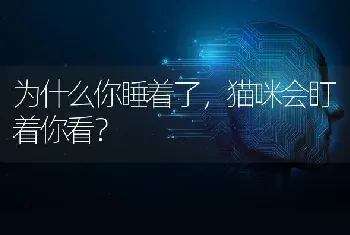 为什么你睡着了，猫咪会盯着你看？