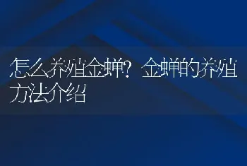 怎么养殖金蝉？金蝉的养殖方法介绍