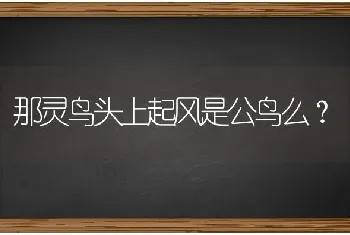 那灵鸟头上起风是公鸟么？