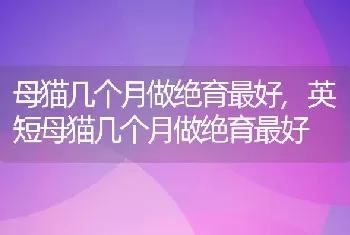 母猫几个月做绝育最好，英短母猫几个月做绝育最好