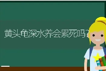 黄头龟深水养会累死吗？