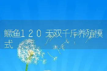 鳜鱼120天双千斤养殖模式