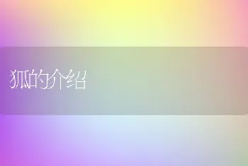 狐的介绍