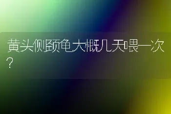 黄头侧颈龟大概几天喂一次？