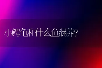 小鳄龟和什么鱼混养？