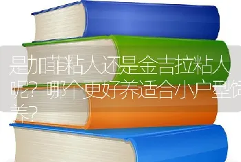 是加菲粘人还是金吉拉粘人呢？哪个更好养适合小户型饲养？