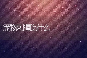 宠物刺猬吃什么