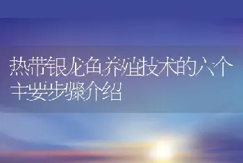 热带银龙鱼养殖技术的六个主要步骤介绍