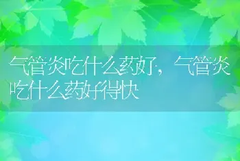 气管炎吃什么药好，气管炎吃什么药好得快