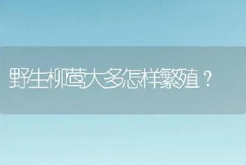 野生柳莺大多怎样繁殖？