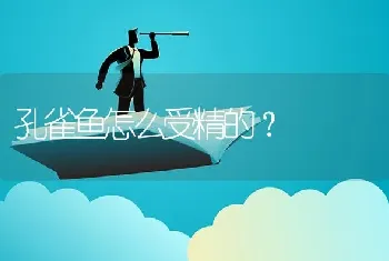 孔雀鱼怎么受精的？