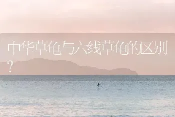 招财猫鱼是淡水鱼还是海水鱼？