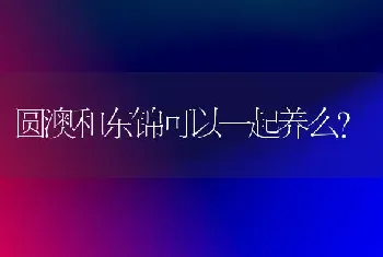 圆澳和东锦可以一起养么？