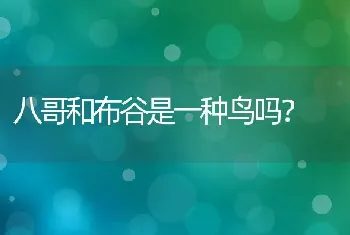 狗狗在家里疯了似的跑，刚2个月，比熊。跟打了鸡血似的，怎么回事，还广咬尾巴转圈？