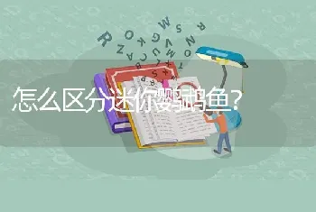 怎么区分迷你鹦鹉鱼？