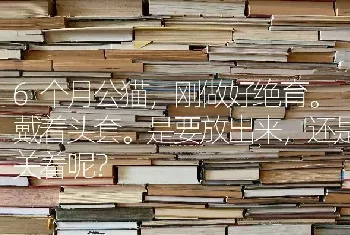 6个月公猫，刚做好绝育。戴着头套。是要放出来，还是关着呢？