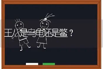 王八是乌龟还是鳖？