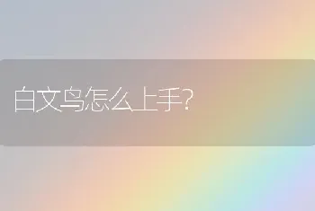 白文鸟怎么上手？