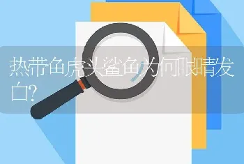 热带鱼虎头鲨鱼为何眼睛发白？