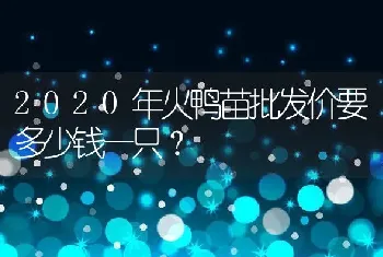 2020年火鸭苗批发价要多少钱一只？