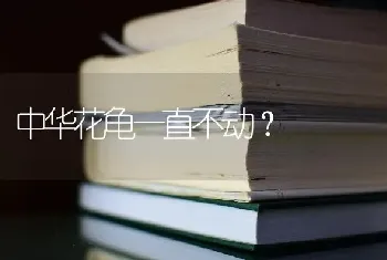 中华花龟一直不动？