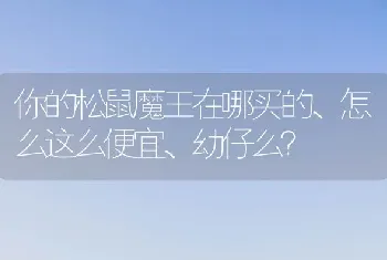 你的松鼠魔王在哪买的、怎么这么便宜、幼仔么？