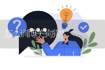 怎么训博美狗狗？