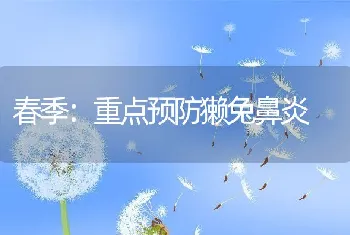 春季：重点预防獭兔鼻炎