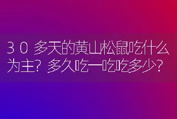 30多天的黄山松鼠吃什么为主？多久吃一吃吃多少？