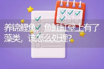 养锦鲤鱼，鱼缸缸壁上有了藻类，该怎么处理？