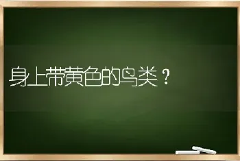 身上带黄色的鸟类？