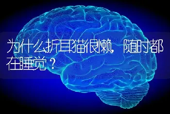 为什么折耳猫很懒，随时都在睡觉？