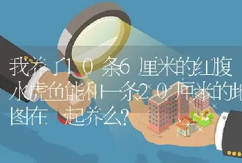 我养了10条6厘米的红腹水虎鱼能和一条20厘米的地图在一起养么？