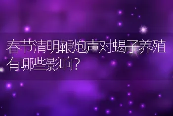 春节清明鞭炮声对蝎子养殖有哪些影响？