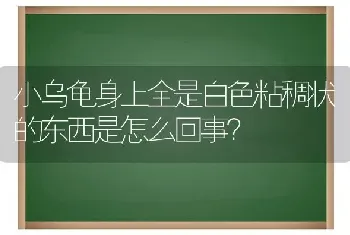 小乌龟身上全是白色粘稠状的东西是怎么回事？