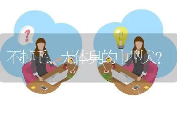 不掉毛、无体臭的中型犬？