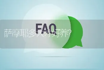 萨摩耶多大才好养？