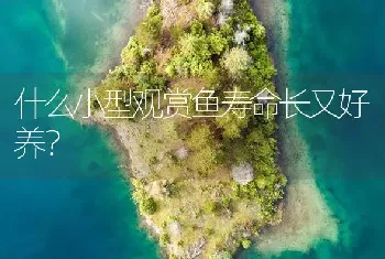 家养斑马鱼寓意？