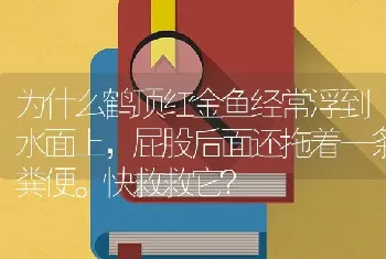 为什么鹤顶红金鱼经常浮到水面上，屁股后面还拖着一条粪便。快救救它？