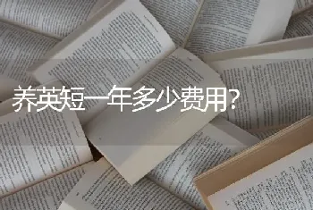 雪纳瑞狗狗嘤嘤叫什么意思？