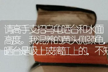 哪个品种的狗狗聪明，可爱还听话，就是好训练一些的？