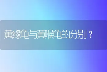 黄缘龟与黄喉龟的分别？