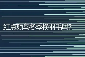 红点颏鸟冬季换羽毛吗？