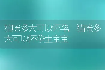 猫咪多大可以怀孕，猫咪多大可以怀孕生宝宝