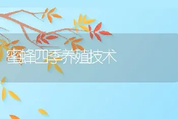 蜜蜂四季养殖技术