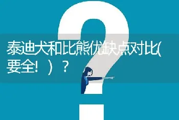 泰迪犬和比熊优缺点对比(要全!)？